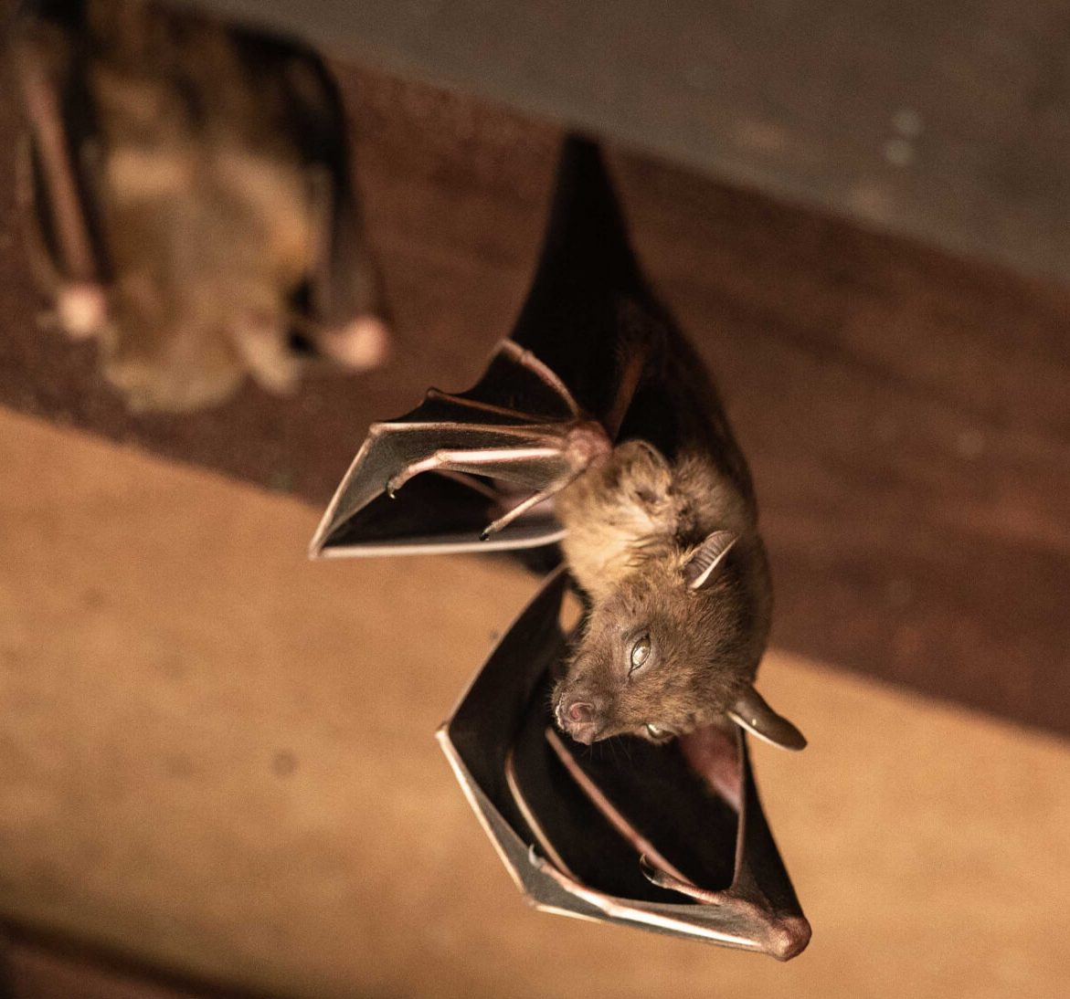 Expert bat removal services for a safe and humane solution in Sioux Falls